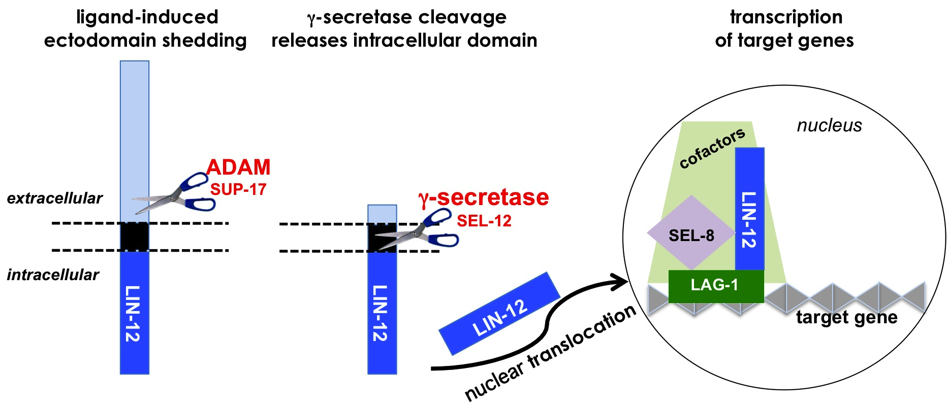 Lin-12/Notch signaling