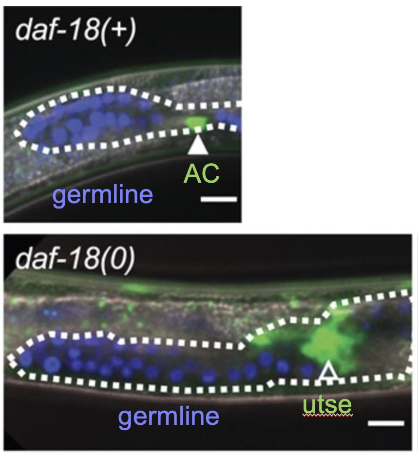 Gene Discovery